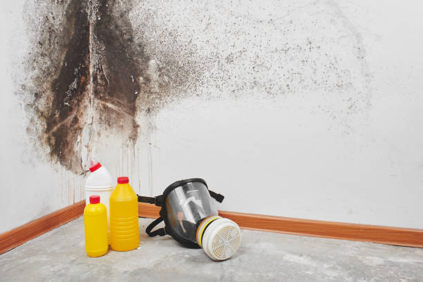Trusted Pinebluff, NC Mold Remediation Experts