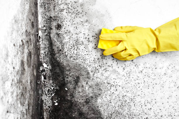 Best Industrial Mold Remediation in Pinebluff, NC