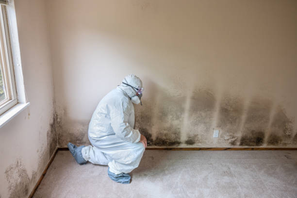 Best Post-Flood Mold Remediation in Pinebluff, NC