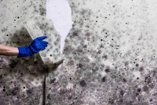 Best Residential Mold Remediation in Pinebluff, NC